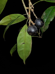 Meliosma grandiflora