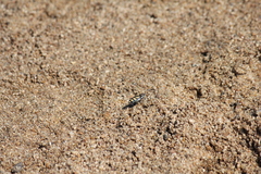 Chaetodera regalis