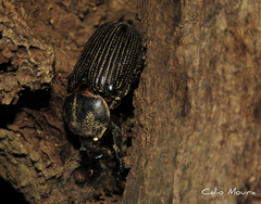 Phileurus