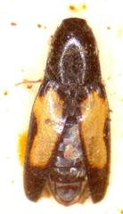 Elateridae