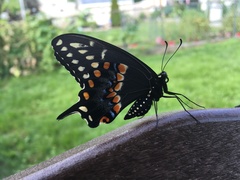 Papilio polyxenes