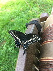 Papilio polyxenes