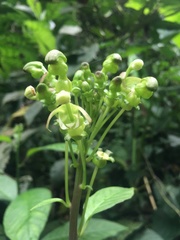 Burmeistera glabrata