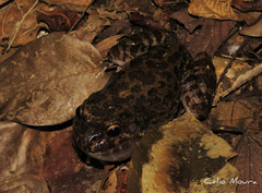 Leptodactylus syphax