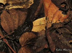 Leptodactylus syphax