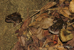 Leptodactylus syphax