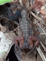 Tityus pachyurus