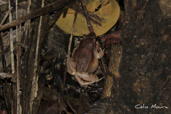 Leptodactylus mystaceus