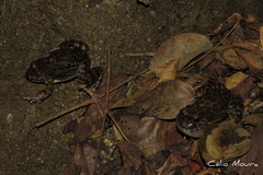 Leptodactylus syphax
