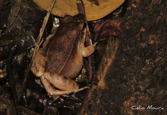 Leptodactylus mystaceus