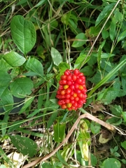 Arisaema dracontium