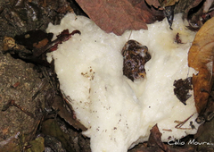 Leptodactylus syphax