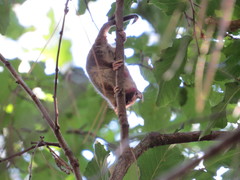 Dromiciops bozinovici