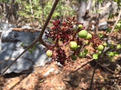 Ampelocissus acapulcensis