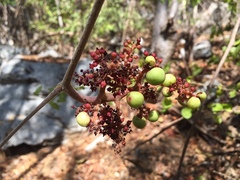 Ampelocissus acapulcensis