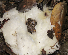 Leptodactylus syphax