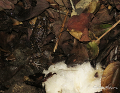 Leptodactylus syphax