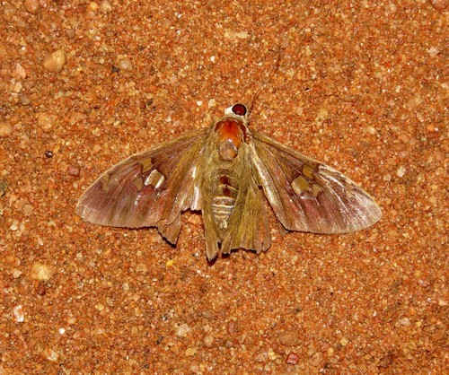 Broteas Scarlet-eye