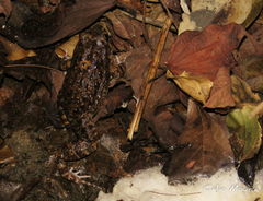 Leptodactylus syphax