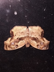 Quadrus lugubris