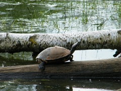 Trachemys scripta elegans