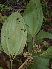Miconia variabilis