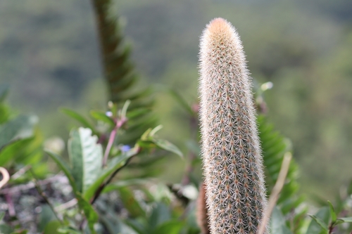 Image of Arthrocereus Melanurus (Arthrocereus melanurus) by (c) Conrado Pável de Oliveira, some rights reserved (CC BY)