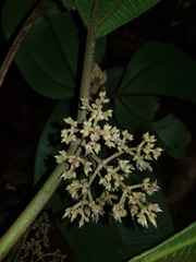 Miconia variabilis