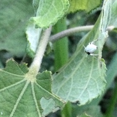 Compsus viridivittatus