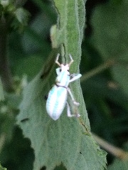 Compsus viridivittatus