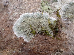Lecanora subimmergens