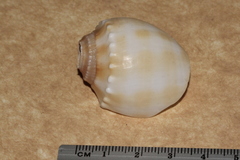 Phalium bandatum
