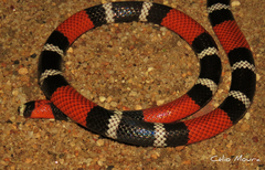 Micrurus ibiboboca