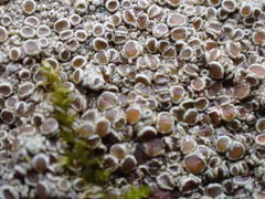 Lecanora subimmergens