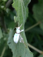 Compsus viridivittatus