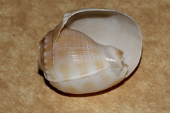 Phalium bandatum