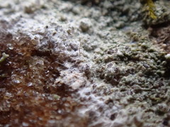Lecanora subimmergens