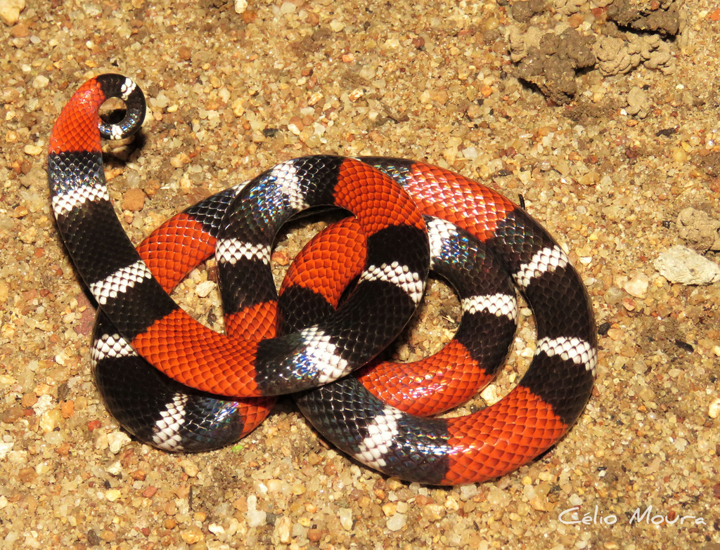 Caatinga Coral Snake