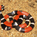 Caatinga Coralsnake - Photo (c) Célio Moura Neto, some rights reserved (CC BY), uploaded by Célio Moura Neto