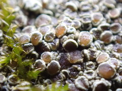 Lecanora subimmergens