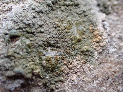 Lecanora subimmergens