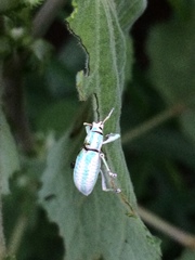 Compsus viridivittatus