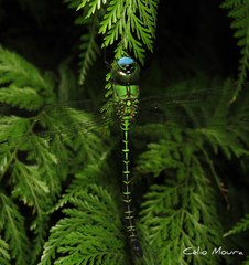 Coryphaeschna