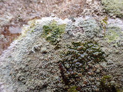 Lecanora subimmergens