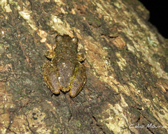 Scinax x-signatus