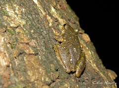Scinax x-signatus