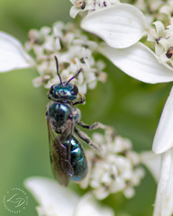 Lasioglossum coeruleum