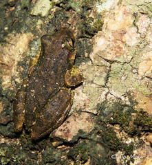 Scinax x-signatus