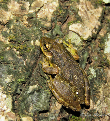 Scinax x-signatus