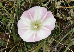 Calystegia subacaulis episcopalis